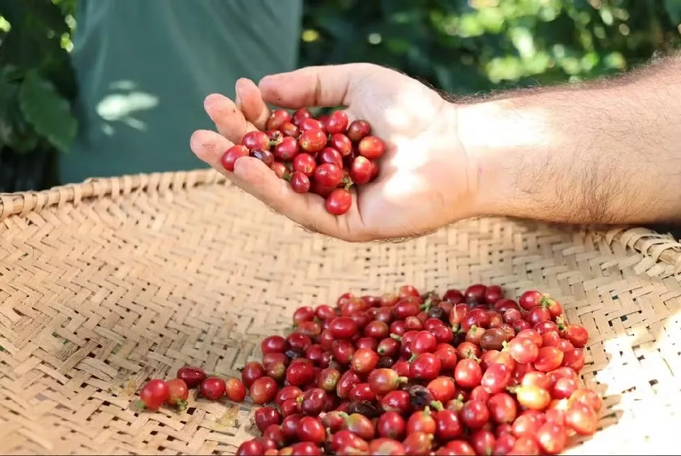 Foto Reprodução Café Jaçanã Grãos